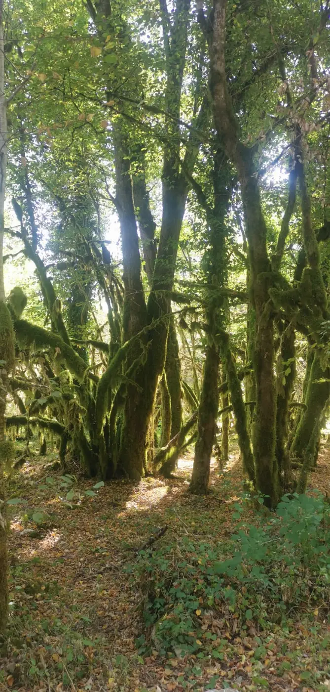 Sous-bois lumineux aux arbres couverts de mousse